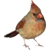 Birds by
