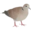 Birds by