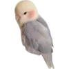 Birds by