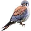 Birds by