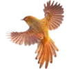 Birds by