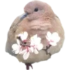 Birds by