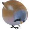 Birds by