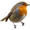 Birds by