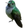 Birds by