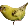 Birds by