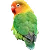 Birds by