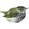 Birds by