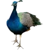 Birds by