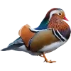 Birds by