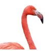 Birds by