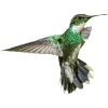 Birds by