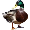 Birds by