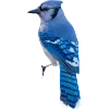 Birds by