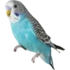 Birds by