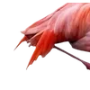 Birds by