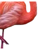 Birds by
