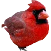 Birds by