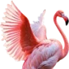 Birds by