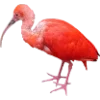 Birds by