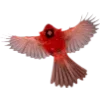 Birds by
