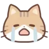cats ➜