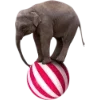 Circus ➜