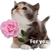 love all around