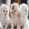 love all around
