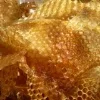 Honey ➜