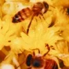 Honey ➜