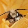 Honey ➜