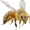 Honey ➜