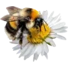 Honey ➜