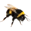 Honey ➜