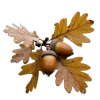 Autumn mood