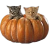 Autumn mood