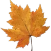 Autumn mood
