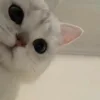 ခရုတီကြောင်