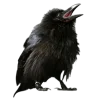 𝐆𝐚𝐦𝐞 𝐨𝐟 𝐓𝐡𝐫𝐨𝐧𝐞𝐬