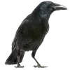 𝐆𝐚𝐦𝐞 𝐨𝐟 𝐓𝐡𝐫𝐨𝐧𝐞𝐬