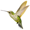 𝐆𝐚𝐦𝐞 𝐨𝐟 𝐓𝐡𝐫𝐨𝐧𝐞𝐬