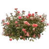 𝐆𝐚𝐦𝐞 𝐨𝐟 𝐓𝐡𝐫𝐨𝐧𝐞𝐬