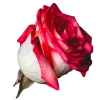 𝐆𝐚𝐦𝐞 𝐨𝐟 𝐓𝐡𝐫𝐨𝐧𝐞𝐬