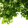𝐆𝐚𝐦𝐞 𝐨𝐟 𝐓𝐡𝐫𝐨𝐧𝐞𝐬