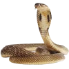 𝐆𝐚𝐦𝐞 𝐨𝐟 𝐓𝐡𝐫𝐨𝐧𝐞𝐬
