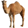 𝐆𝐚𝐦𝐞 𝐨𝐟 𝐓𝐡𝐫𝐨𝐧𝐞𝐬