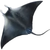 𝐆𝐚𝐦𝐞 𝐨𝐟 𝐓𝐡𝐫𝐨𝐧𝐞𝐬