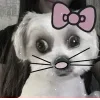 🐾 ➡️