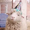 Sheep ➜